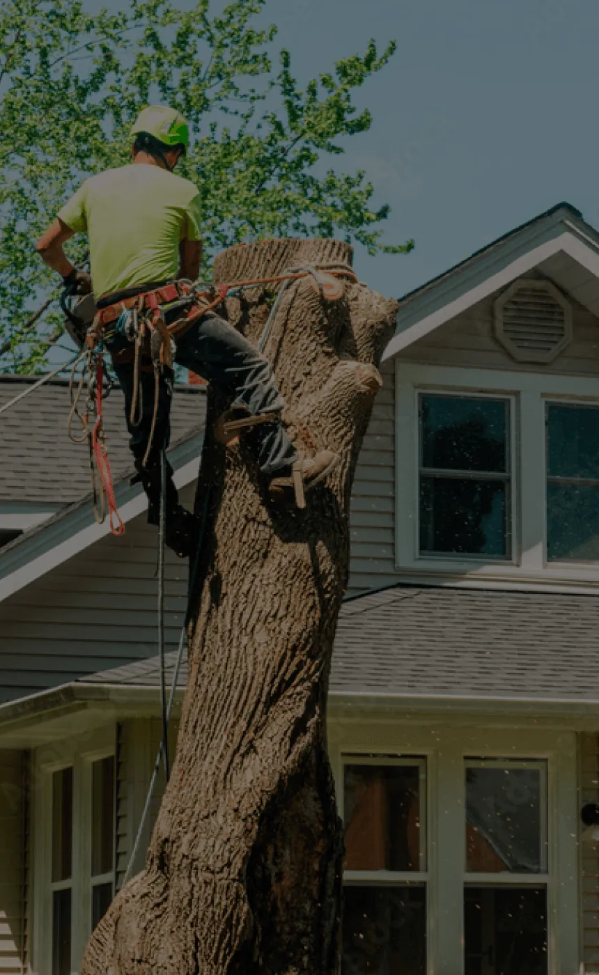 Expert Tree Removal Services