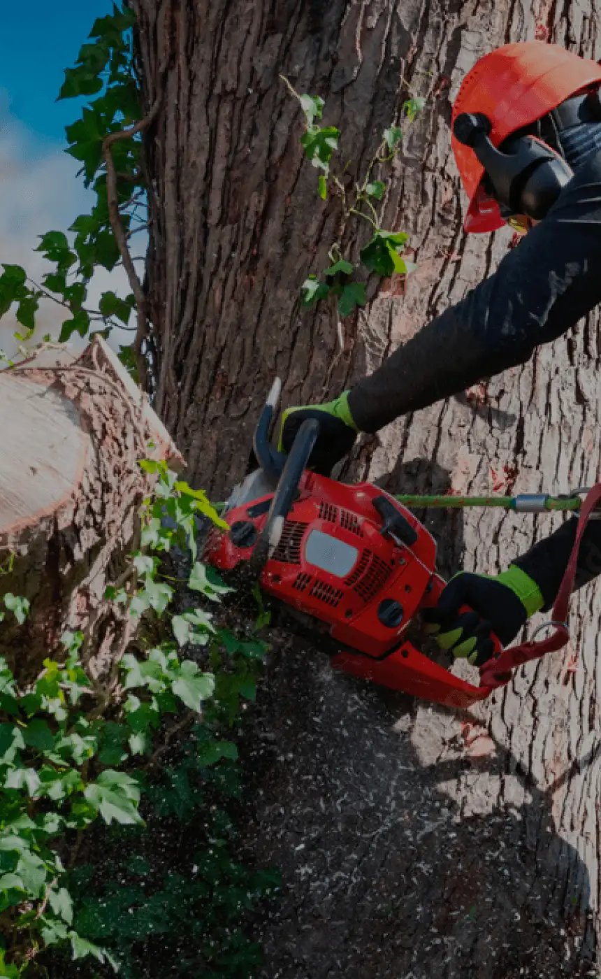 Professional tree service Dutchess County NY with experienced tree specialists