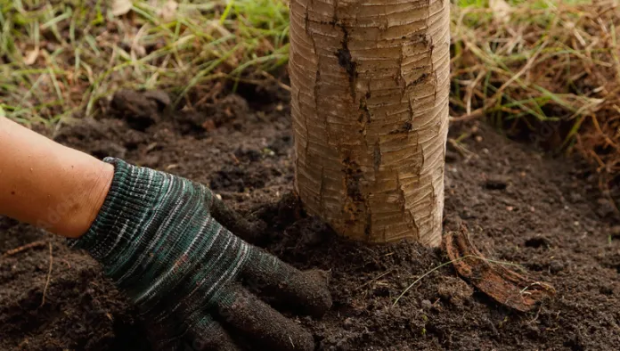 Planting and Transplanting