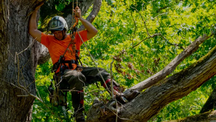 Tree Pruning