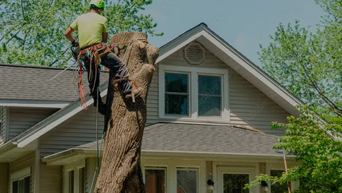 Tree Removal