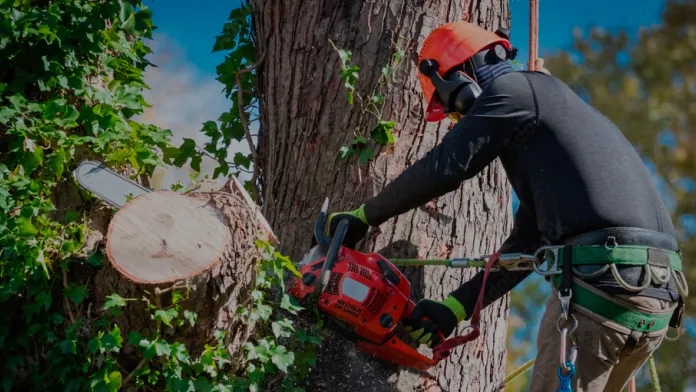 Tree Services