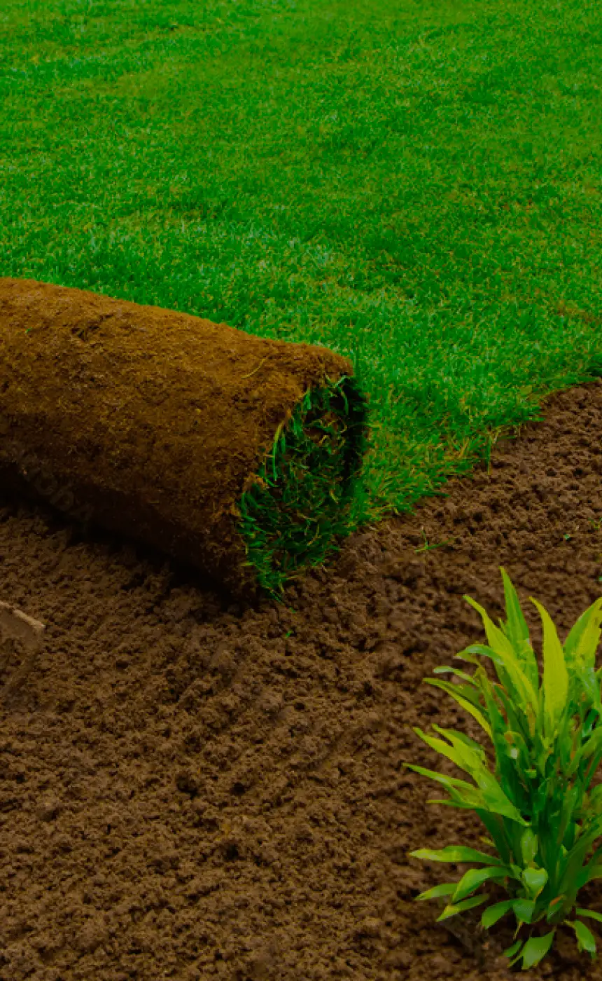 Lush turf and healthy plants maintained by Jillian's Group in Dutchess County